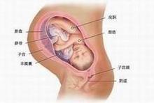 35��̥����ά�ʳ�ͼ