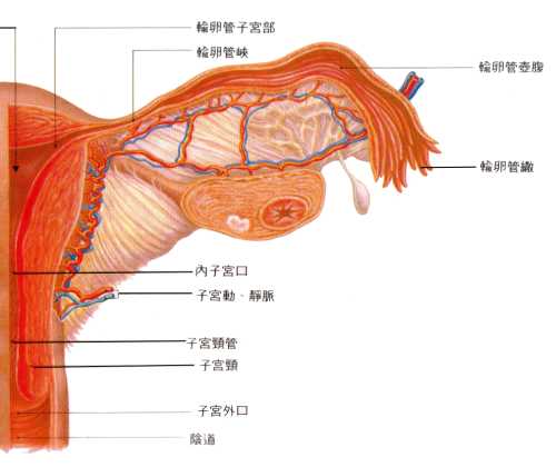 输卵管位置图